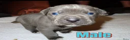Cane Corso dogs for sale: 7 beautiful cane corso pups - Advert 4