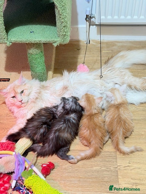 Maine Coon cats Beautiful Maine Coon Kittens - Advert 1