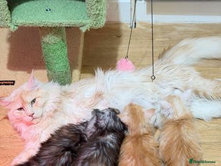 Maine Coon cats Beautiful Maine Coon Kittens - Advert 4