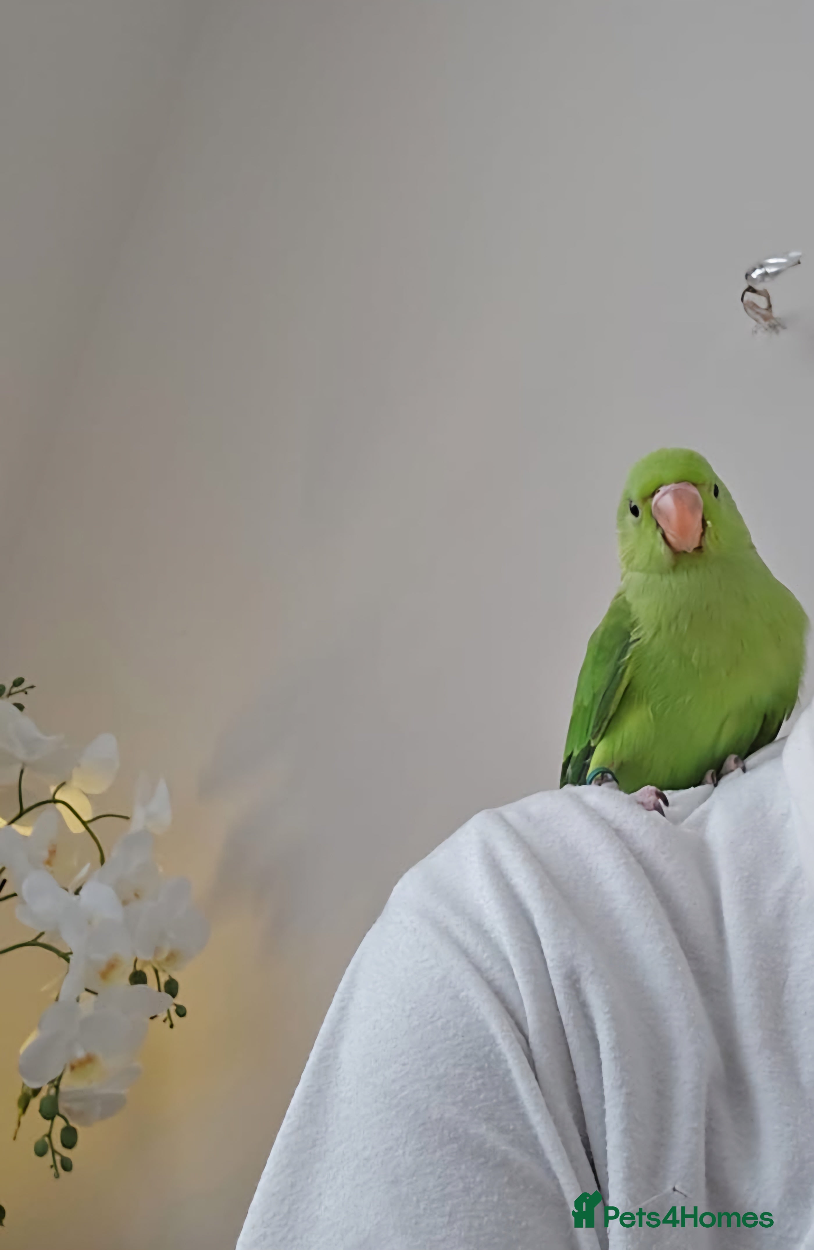 Ringnecks birds for sale: Super Tame and Soft Indian Ring Neck Parrot - Advert 1