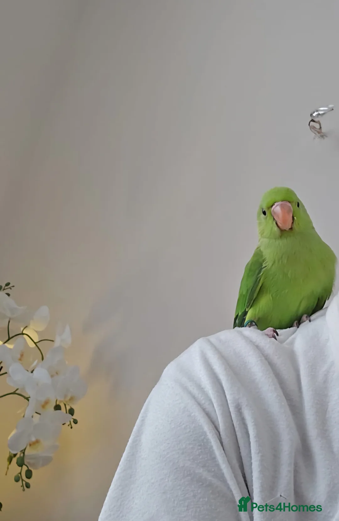 Ringnecks birds for sale: Super Tame and Soft Indian Ring Neck Parrot in Bolton - Advert 1