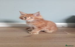 Maine Coon cats for sale: 4 boys for sale - Image 16