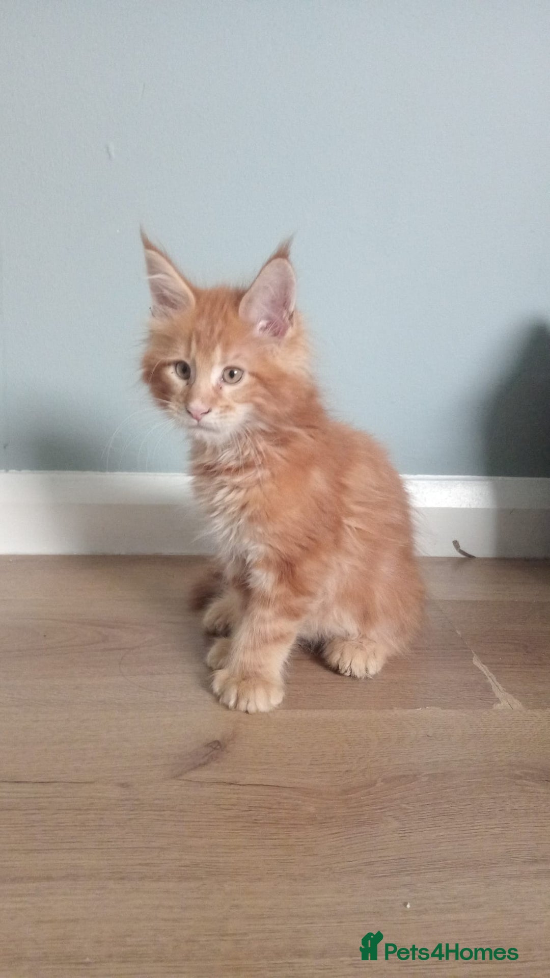 Maine Coon cats for sale: 4 boys for sale - Image 16