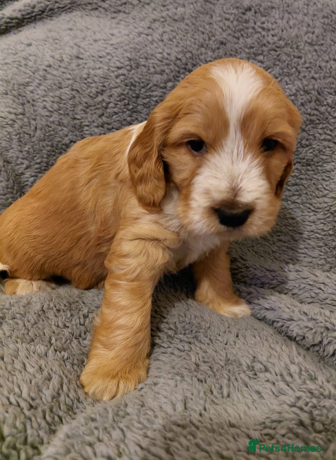 Mixed Breed dogs for sale: Australian Labradoodle puppies - Advert 23