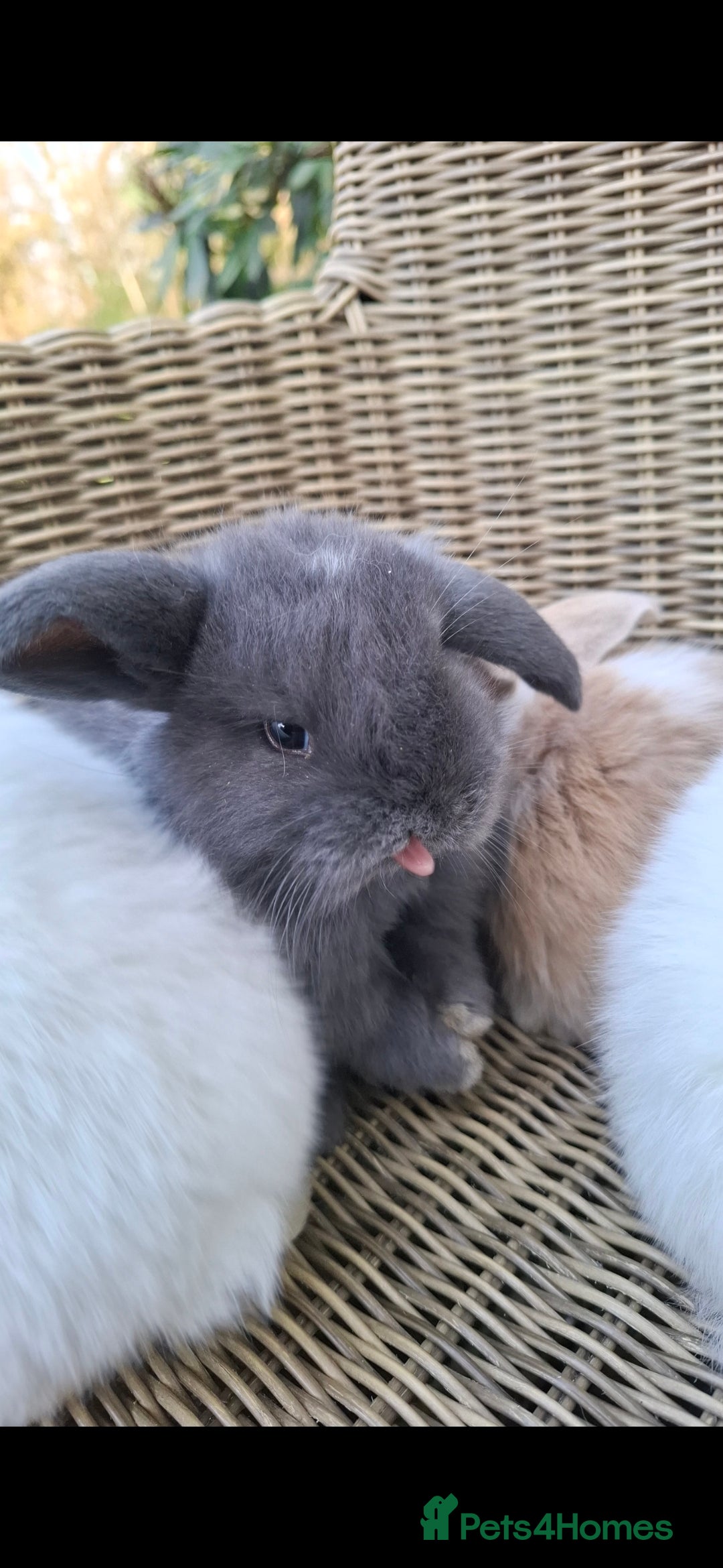 Mini Lop rabbits Adorable baby mini lops for sale - Advert 8