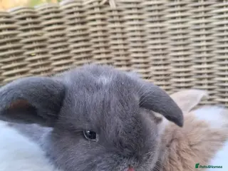 Mini Lop rabbits Adorable baby mini lops for sale - Advert 8