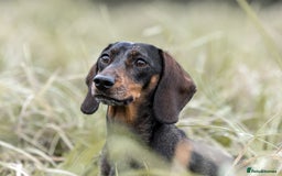 Dachshund dogs for sale: Beautiful Silver Dapple Sausage Puppies 🫶🏻✨🤎 - Image 4