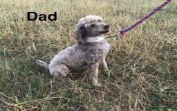Jackapoo dogs for sale: Jackapoo Puppies - Image 9