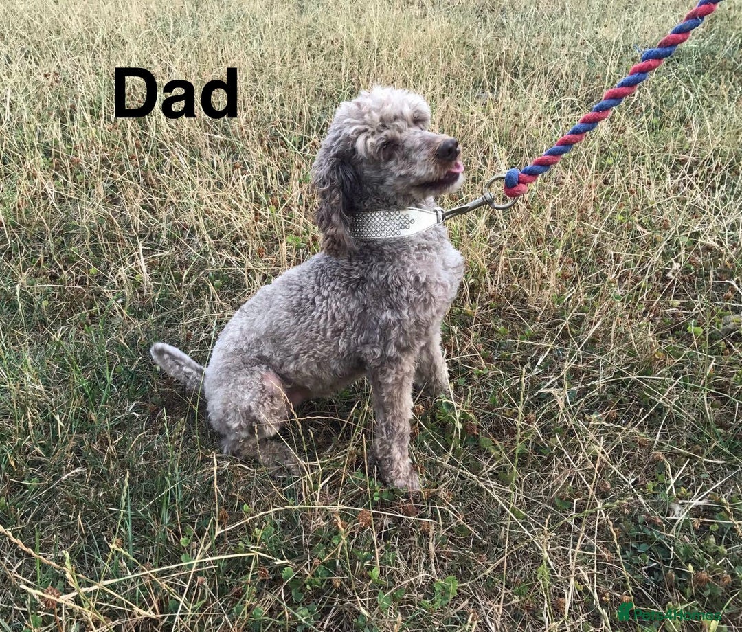 Jackapoo dogs for sale: Jackapoo Puppies - Image 9