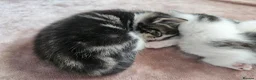 Mixed Breed cats for sale: 4 Gorgeous Kittens in Runcorn - Advert 14