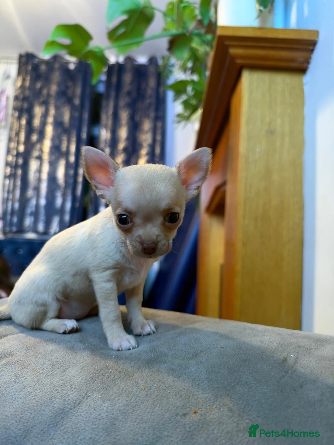 Chihuahua dogs for sale: Beautiful Chihuahua Puppies – KC Registered Dad - Advert 4