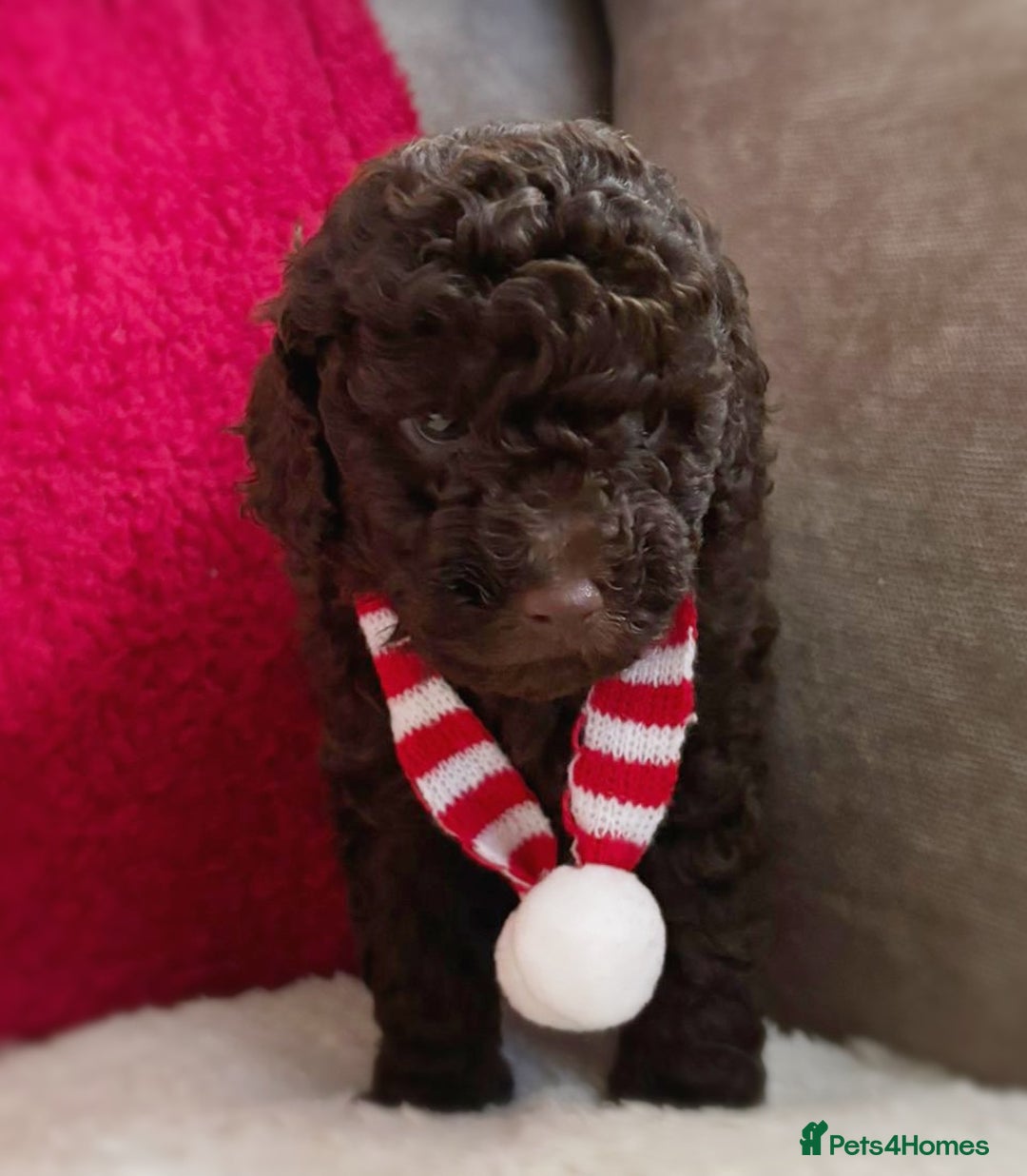 Toy Poodle dogs for sale: Toy poodles puppies fully health tested  - Advert 5