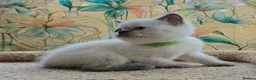British Shorthair cats for sale: Stunning BSH Blue eyed Colour Point Kittens - Advert 7