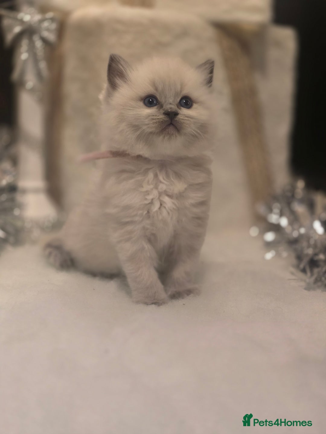 Ragdoll cats for sale: Precious GOOF Registered Ragdoll Kittens - 2 Girls - Advert 9