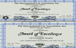 Ragdoll cats for sale: 🩷✨️Lovely Chunky EU kittens✨️🏆TICA Award cattery - Image 9