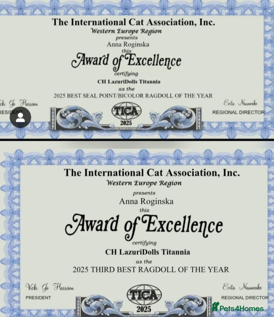 Ragdoll cats for sale: 🎀✨️Exclusive top quality kittens🎀 from🏆lines✨️ - Advert 13