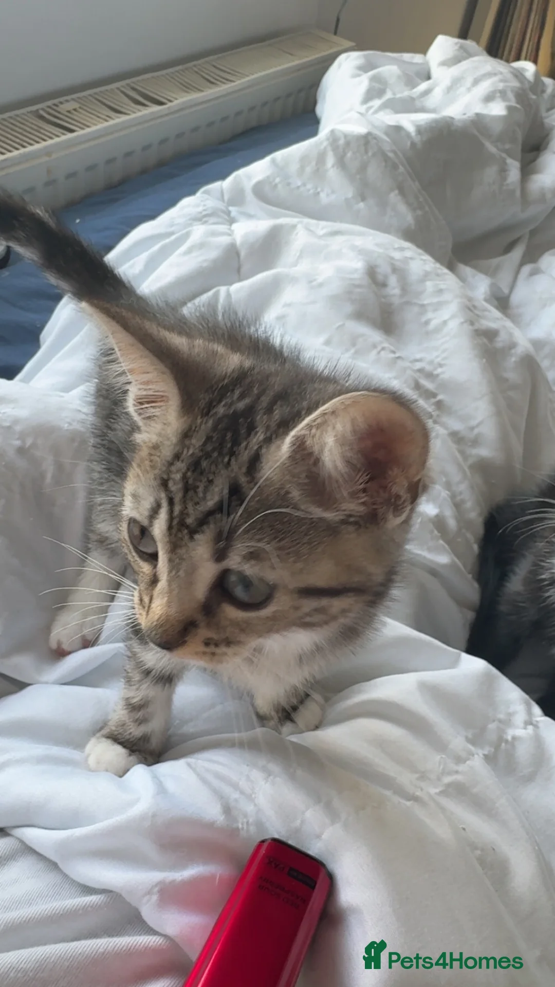 Mixed Breed cats for sale: 4 Kittens for homes  in Kendal - Advert 2