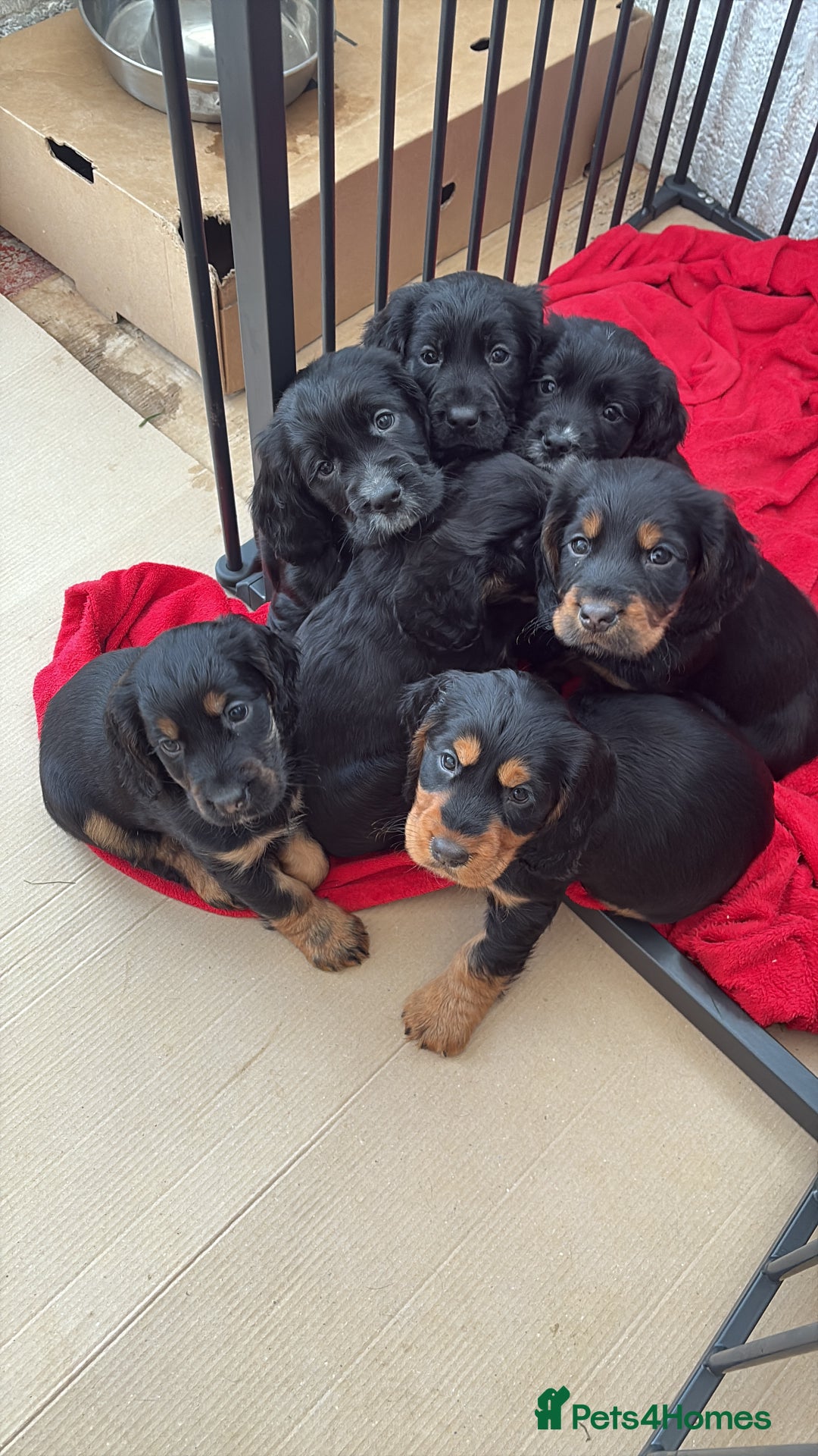 Cocker Spaniel dogs for sale: Beautifully marked Cocker Spaniel Pups For Sale - Advert 8