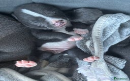 Staffordshire Bull Terrier dogs for sale: ✨ Blue Staffy Pups – Happy, Healthy & Loving!  - Image 27