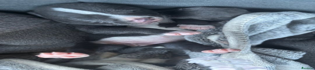 Staffordshire Bull Terrier Puppy 2