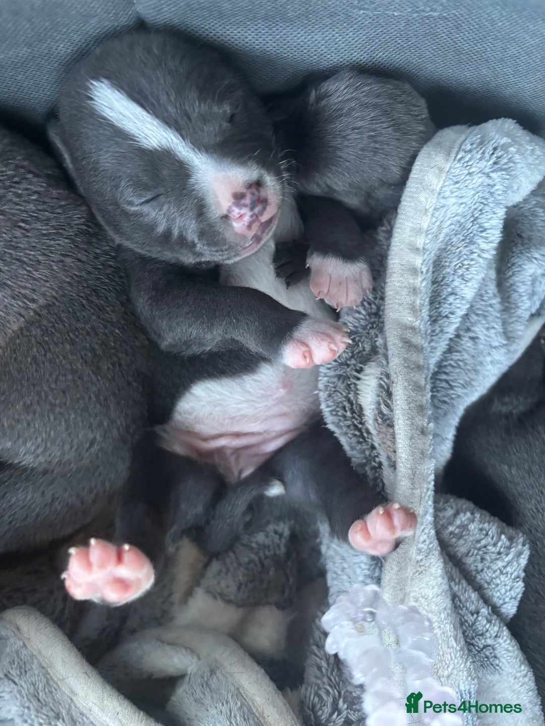 Staffordshire Bull Terrier dogs for sale: ✨ Blue Staffy Pups – Happy, Healthy & Loving!  - Image 27