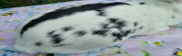 Mixed Breed rabbits for sale: Still Available - 4 Month old Baby Girl Bunny - Advert 4