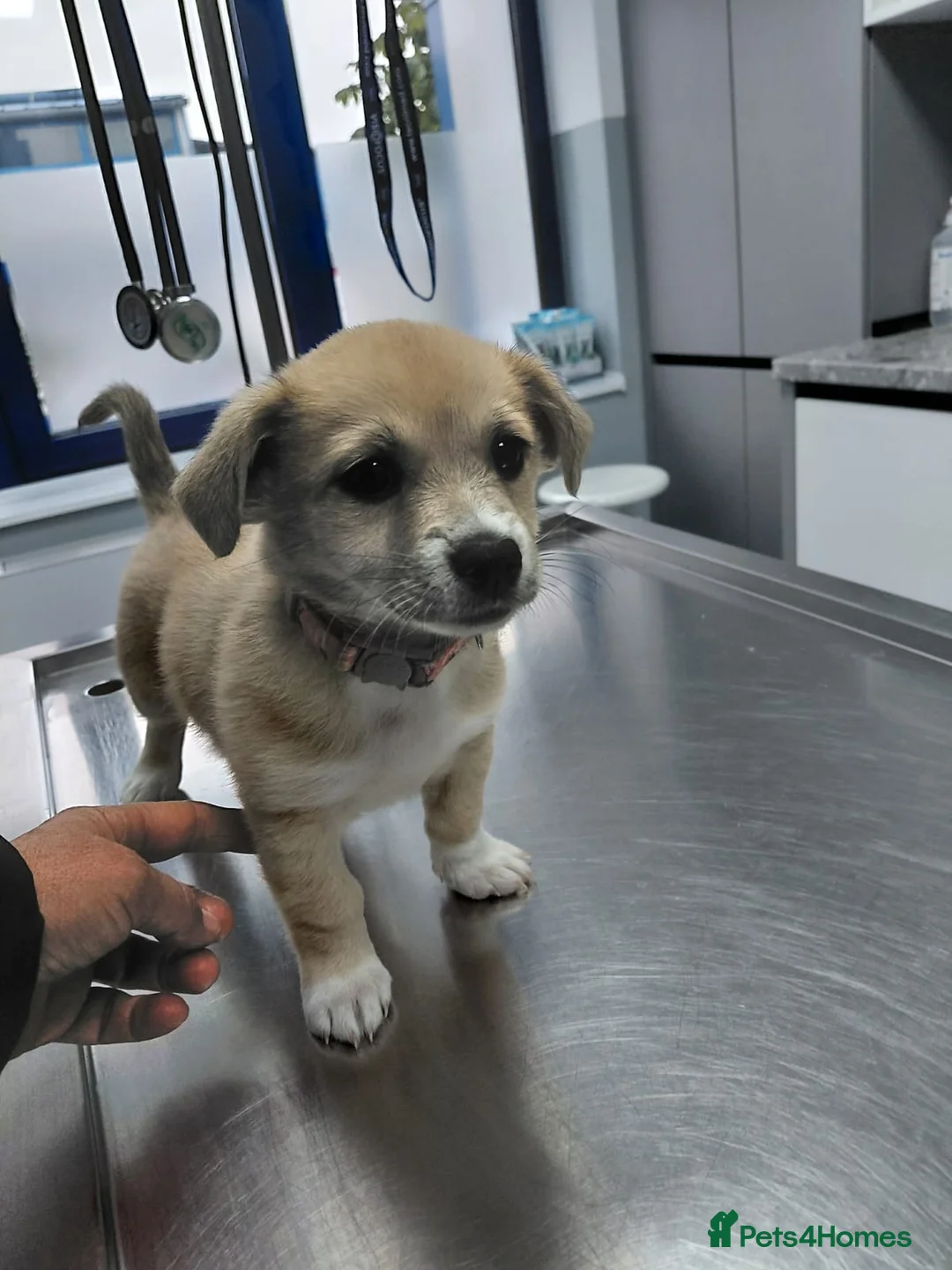 Mixed Breed dogs for adoption: 🌸Little HARA🌸- gentle, grateful and full of love - Advert 33