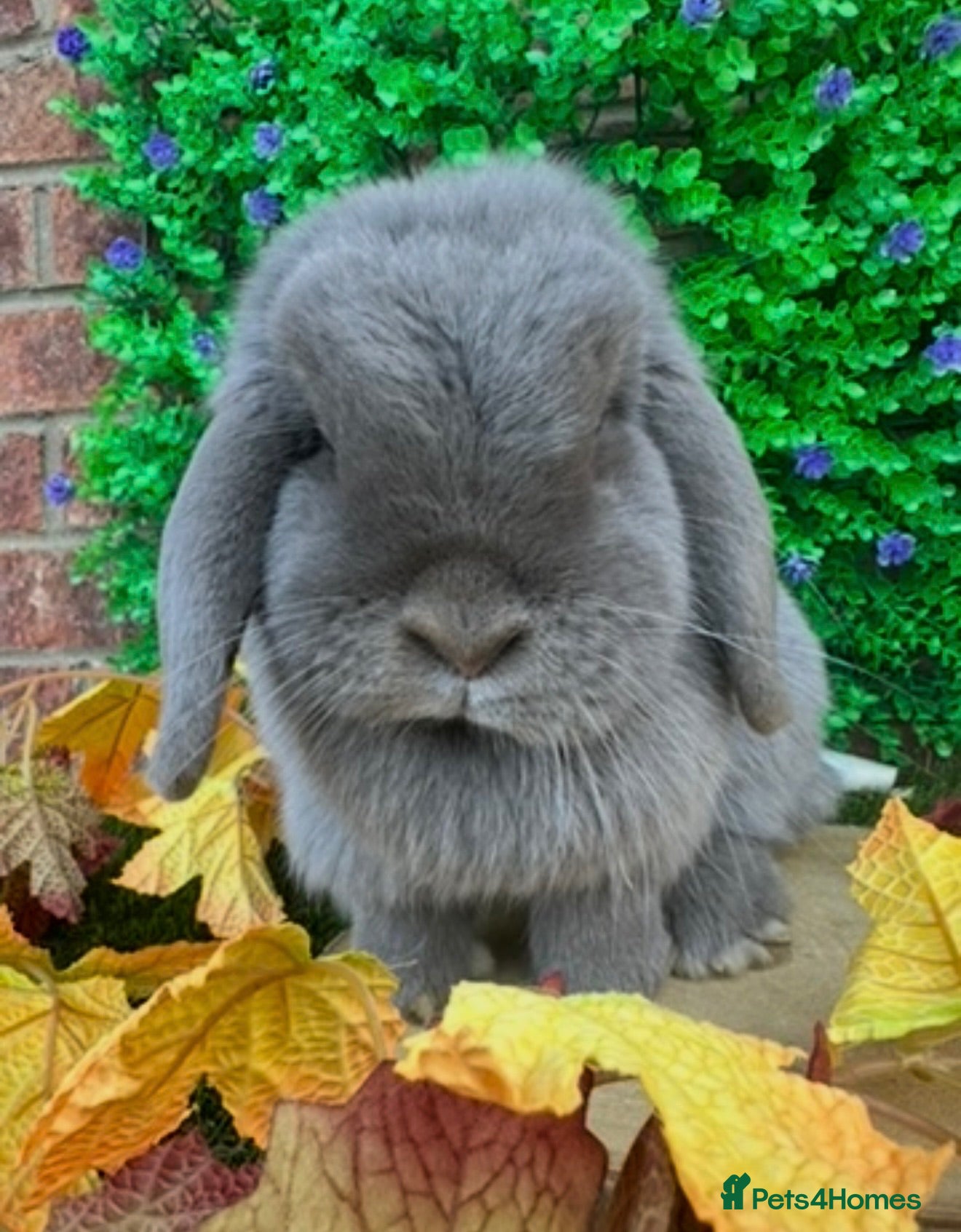 Mini Lop rabbits Mini Lop Girls Looking for Forever Homes 💛 - Advert 8