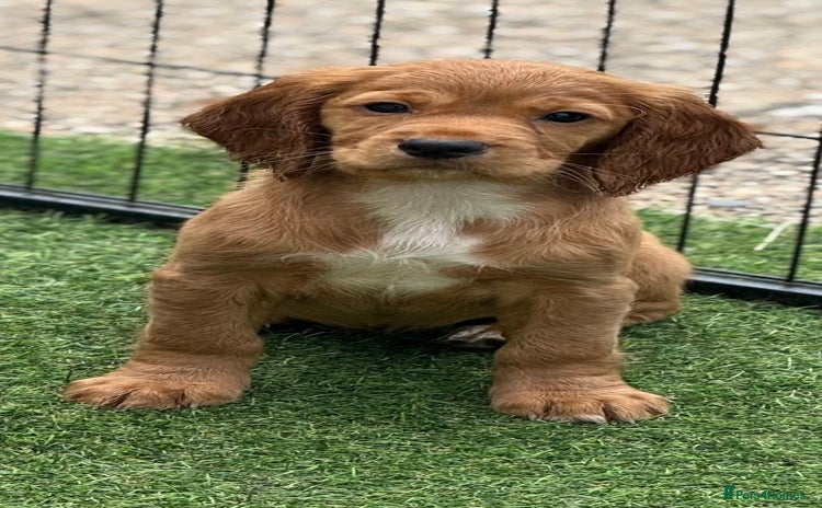 Cocker Spaniel dogs - Advert 8