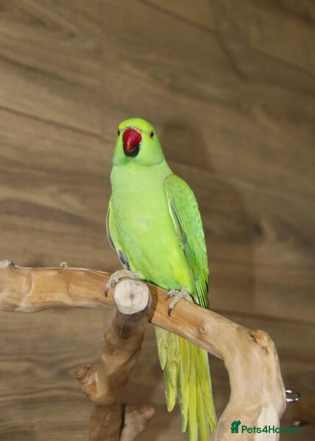 Parrots birds for sale: Smart Talking Parrots – Highly Intelligent in Bury - Advert 8