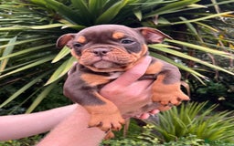 Olde English Bulldogge dogs for sale: RAINBOW OLD ENGLISH LITTER !!! - Image 5