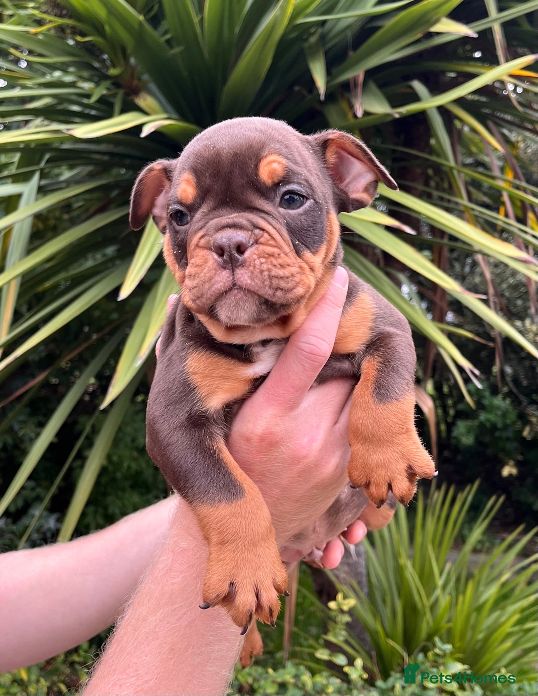 Olde English Bulldogge dogs for sale: RAINBOW OLD ENGLISH LITTER !!! - Image 5