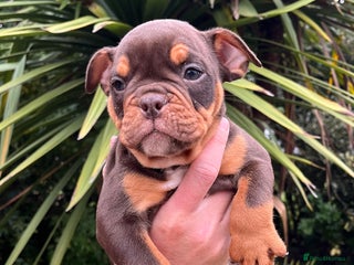 Olde English Bulldogge dogs - Advert 2