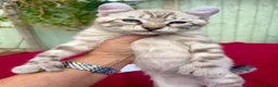 Keetso cats for sale: Superb very rare polydactyl curled eared keetsos  - Advert 27