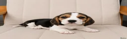 Beagle dogs for sale: Beautiful KC Registered Beagle’s  - Advert 4