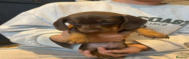 Miniature Dachshund 5