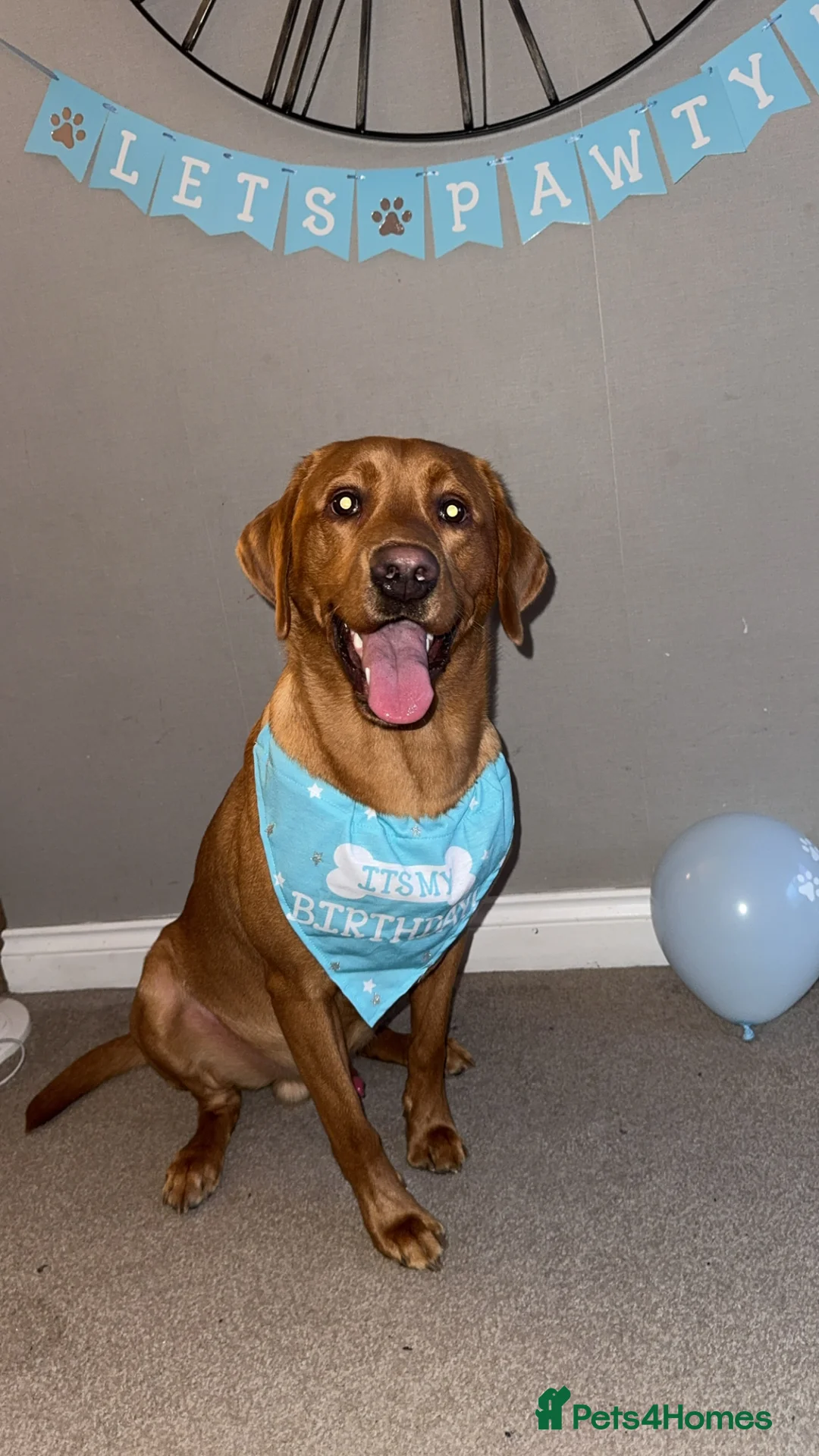 Labrador Retriever dogs for stud: Ronnie  - Advert 3