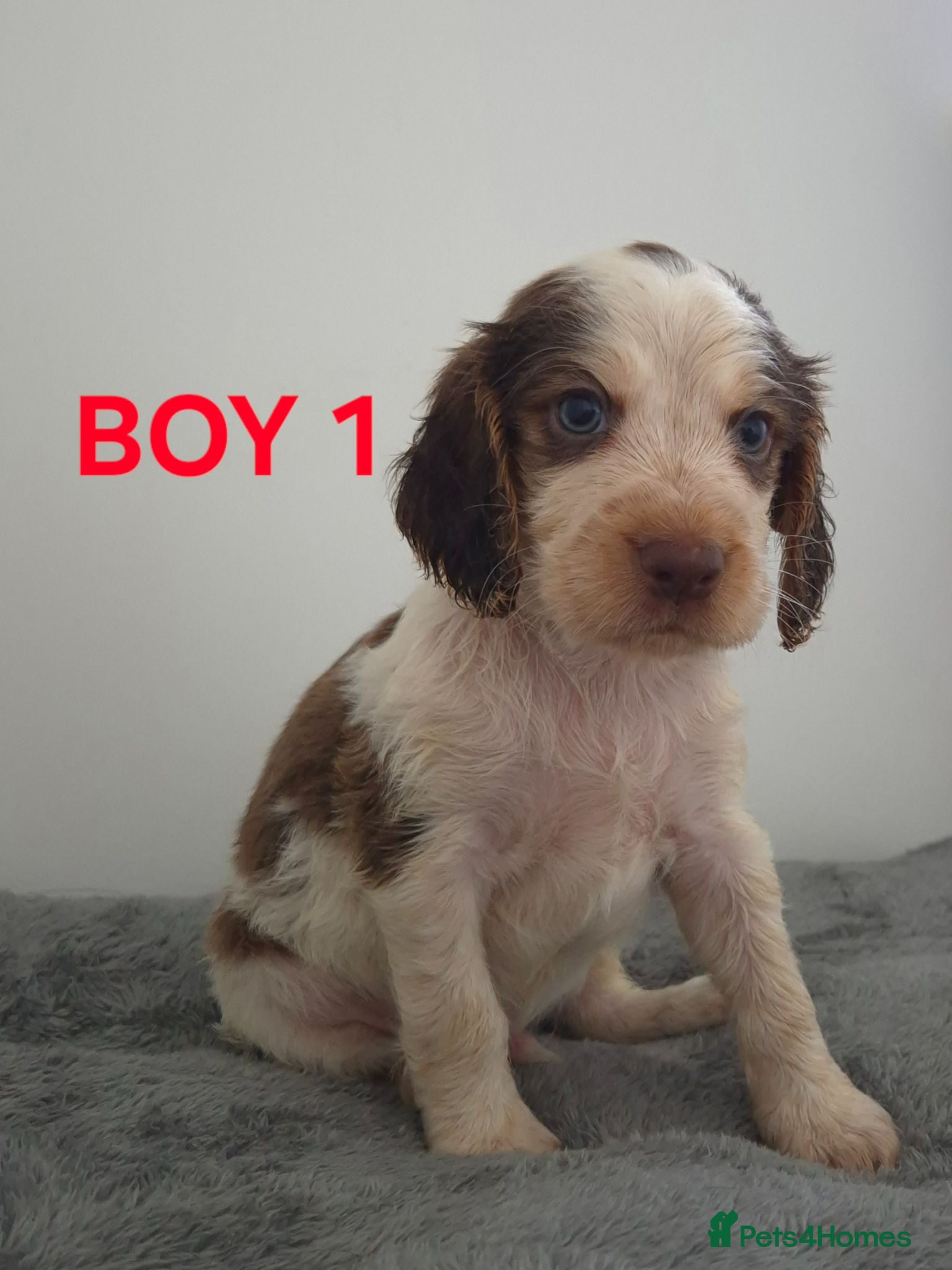 Cocker Spaniel dogs Stunning cocker spaniels  - Advert 6