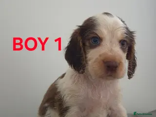 Cocker Spaniel dogs Stunning cocker spaniels - Advert 6