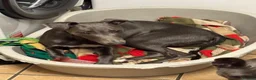 Whippet dogs for sale: Beau 6 months male grey whippet  in Stoke-on-Trent - Advert 3