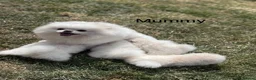 Pomeranian dogs for sale: High quality KC reg puppies from imported lines - Advert 15