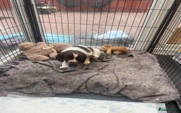 English Springer Spaniel dogs for sale: English springer spaniel kc registered  - Image 12