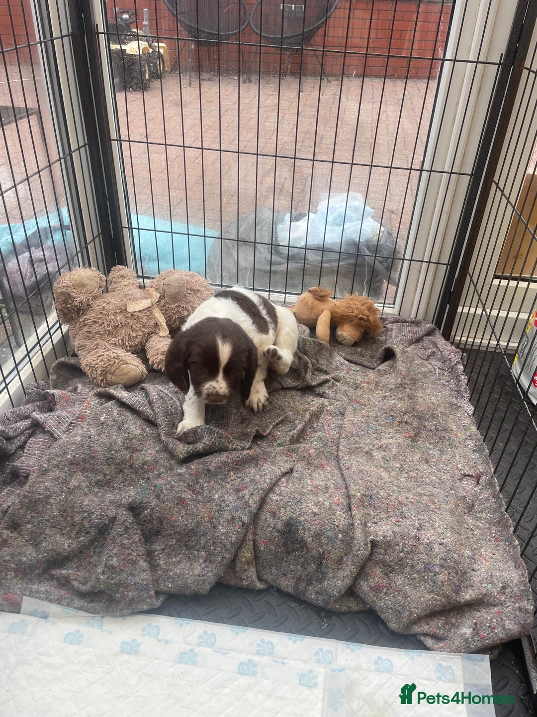 English Springer Spaniel dogs for sale: English springer spaniel kc registered  - Image 12