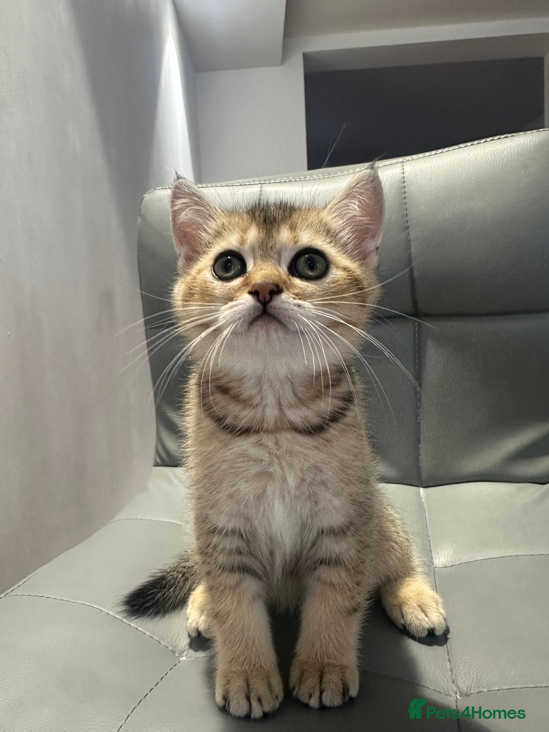 Scottish Fold cats for sale: Scottish fold / Chichilla kittens - Image 11