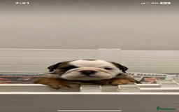 English Bulldog dogs for sale:  champion rosebull his royal highness puppies - Image 25