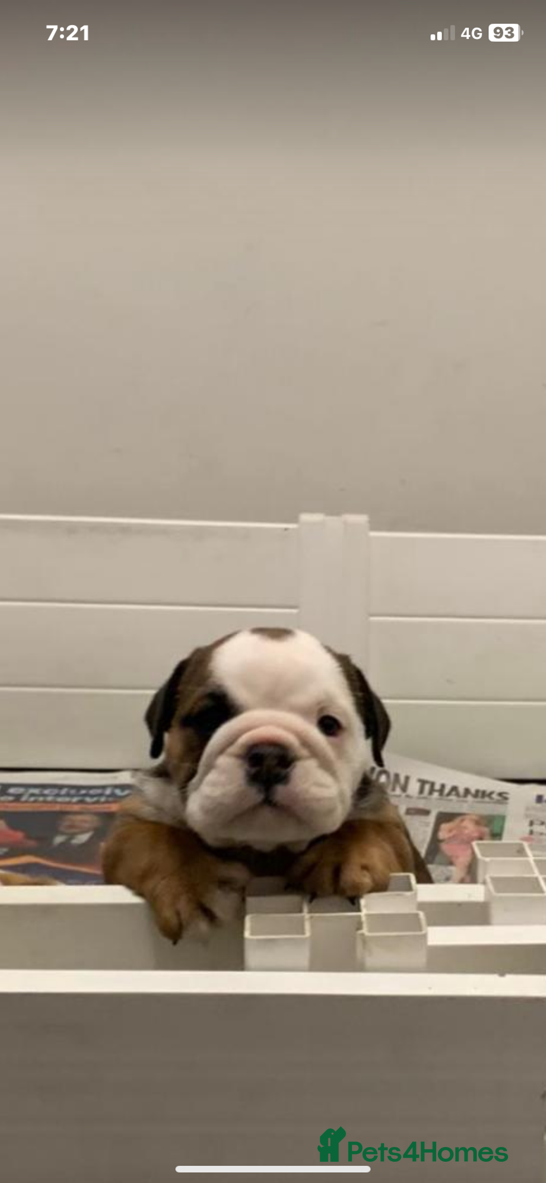 English Bulldog dogs for sale:  champion rosebull his royal highness puppies - Image 25