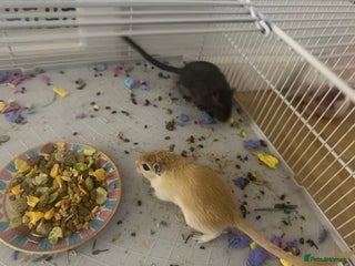 Gerbil rodents 2 female gerbils for sale,canvey island essex - Advert 7