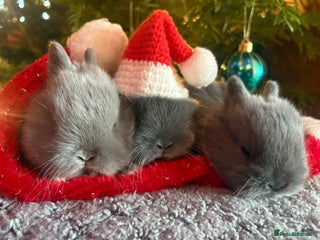 Netherland Dwarf rabbits Sweet Blue Netherland dwarf bunnies - Advert 6