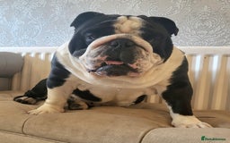 English Bulldog dogs for sale: Outstanding KC English Bulldogs, Top Quality Pups - Image 21