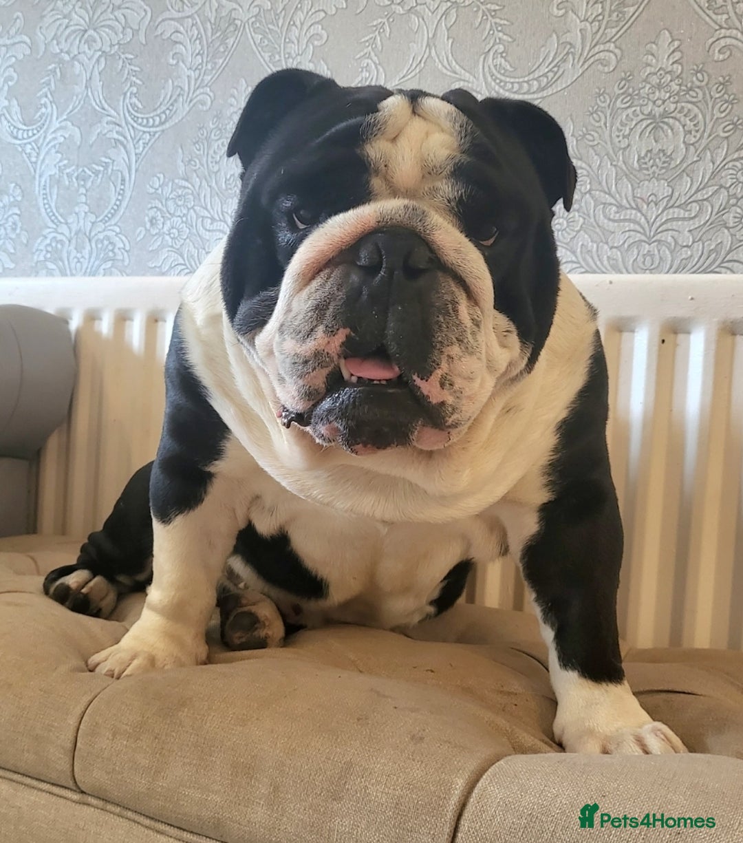 English Bulldog dogs for sale: Outstanding KC English Bulldogs, Top Quality Pups - Image 21
